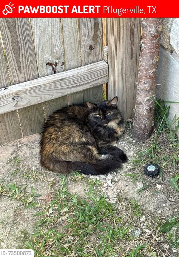 Lost Female Cat last seen Kingston Lacey near Highland park elementary school, Pflugerville, TX 78660