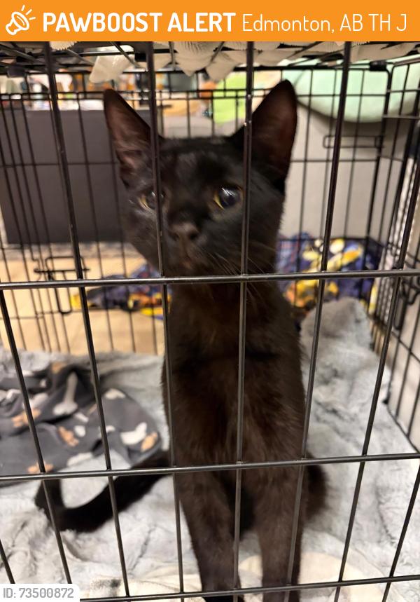 Found/Stray Male Cat last seen Near Rogers Place, Edmonton, AB T5H 1J6