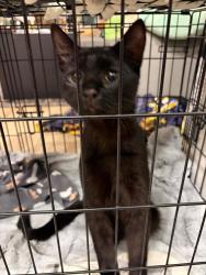 Found/Stray Male Cat last seen Near Rogers Place, Edmonton, AB T5H 1J6
