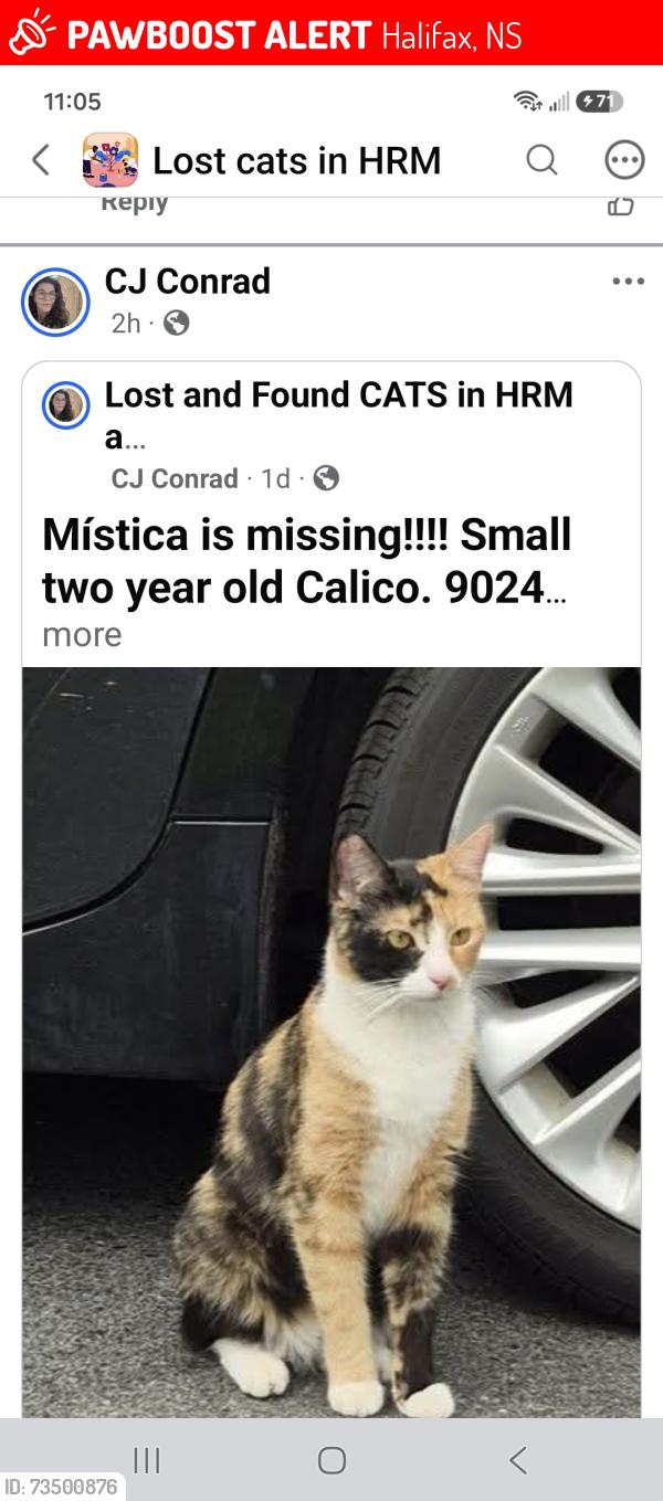 Lost Female Cat last seen Almon windsor, Halifax, NS 