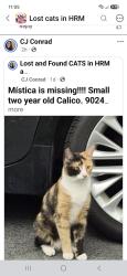Lost Female Cat last seen Almon windsor, Halifax, NS 