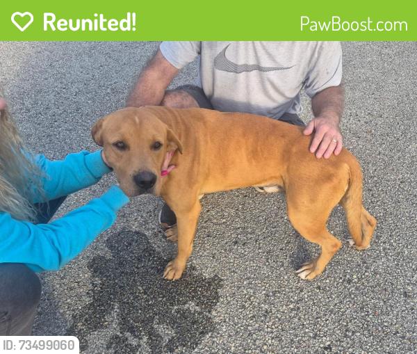 Reunited Male Dog last seen US 22 and Stone Jug Road, Derry twp, Westmoreland Cty, Derry Township, PA 15670