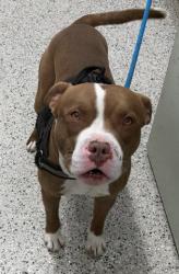 Shelter Stray Male Dog last seen Near BLOCK ARCHDALE ST, DETROIT MI 48235, 1431 E Ferry St, Detroit, MI 48211, USA