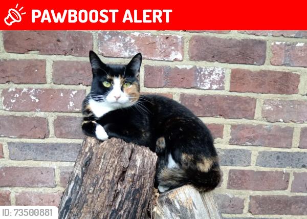 Lost Female Cat last seen Stunts Green, Ginger's Green, England BN27 4PT