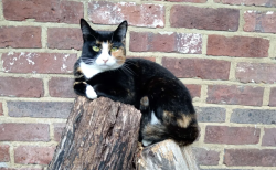 Lost Female Cat last seen Stunts Green, Ginger's Green, England BN27 4PT
