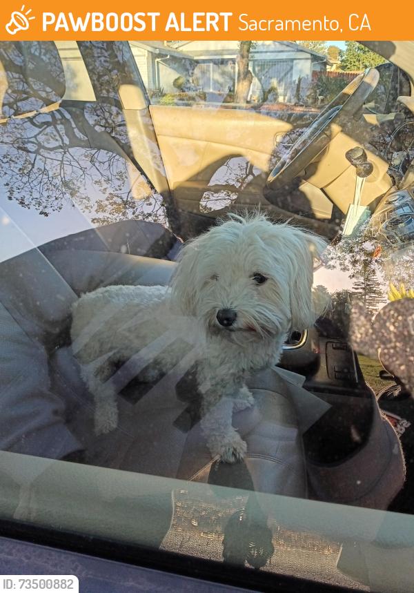 Found/Stray Female Dog last seen Near Palmer hse Dr, Sacramento, CA 95828, Sacramento, CA 95828