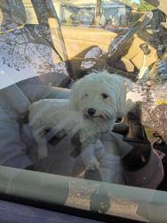 Found/Stray Female Dog last seen Near Palmer hse Dr, Sacramento, CA 95828, Sacramento, CA 95828