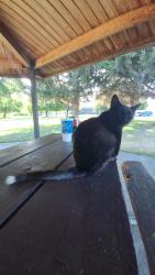 Lost Male Cat last seen Sportsmans State Park / Dyke Trail, Terrace Heights, WA 98901