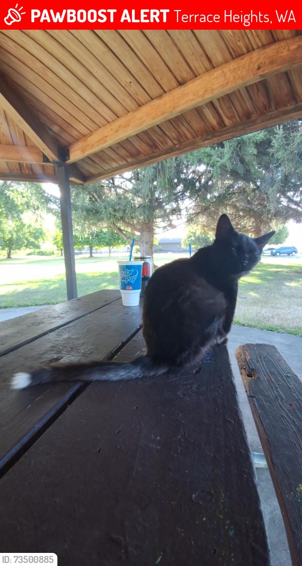 Lost Male Cat last seen Sportsmans State Park / Dyke Trail, Terrace Heights, WA 98901
