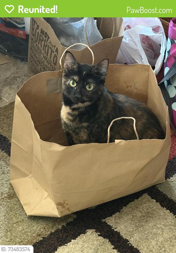 Reunited Female Cat last seen 101st terrace and Quivera, Lenexa, KS 66215
