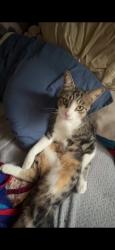 Lost Male Cat last seen mcminnville, McMinnville, OR 97128