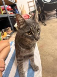 Reunited Unknown Cat last seen Near the Ross Early Learning building and Mean Green Mowers, Ross, OH 45013