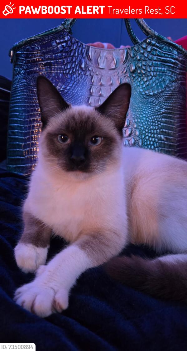 Lost Female Cat last seen Goodwin Brisge Rd, Travelers Rest, SC 29690