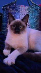 Lost Female Cat last seen Goodwin Brisge Rd, Travelers Rest, SC 29690