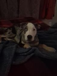 Reunited Male Dog last seen Christian Light and Jackson Rd, Fuquay-Varina, NC 27526