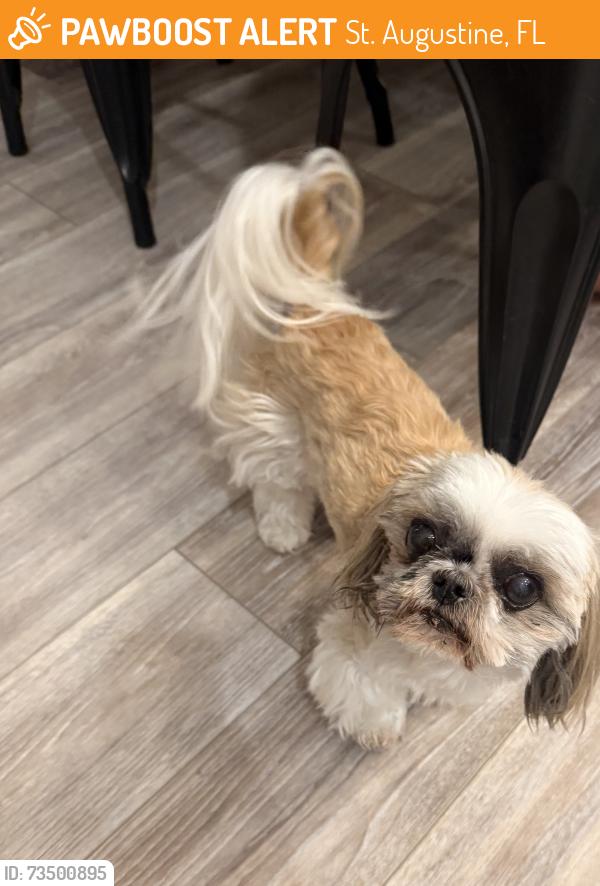 Found/Stray Male Dog last seen Saint johns orthodontics, St. Augustine, FL 32095