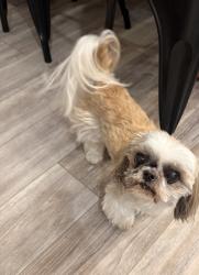 Found/Stray Male Dog last seen Saint johns orthodontics, St. Augustine, FL 32095