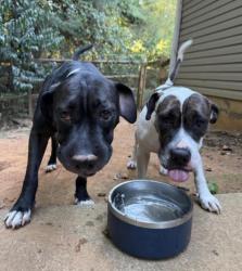 Lost Male Dog last seen Forest Lakes Neighborhood, Rock Hill, SC 29732