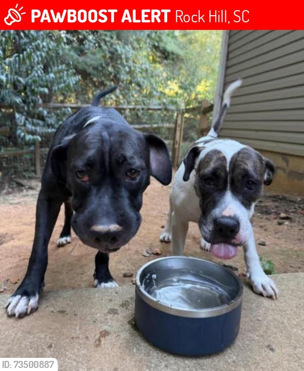 Lost Male Dog last seen Forest Lakes Neighborhood, Rock Hill, SC 29732