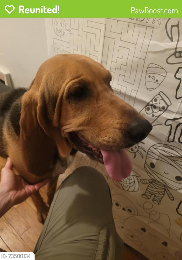 Reunited Female Dog last seen Poudre School, Laporte, CO 80535