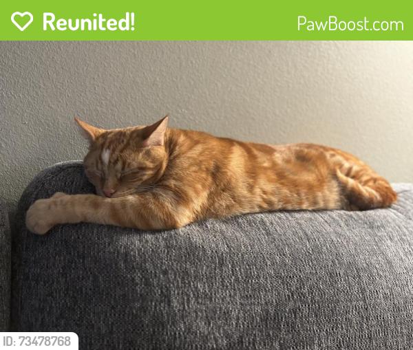 Reunited Male Cat last seen 27th and Oslo, Florida Ridge, FL 32962
