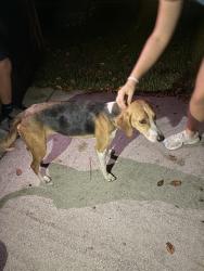 Reunited Female Dog last seen Highway 17 in pelican reef, Pender County, NC 28443