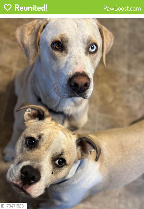 Reunited Male Dog last seen Happy acres park blaine mn, Blaine, MN 55434