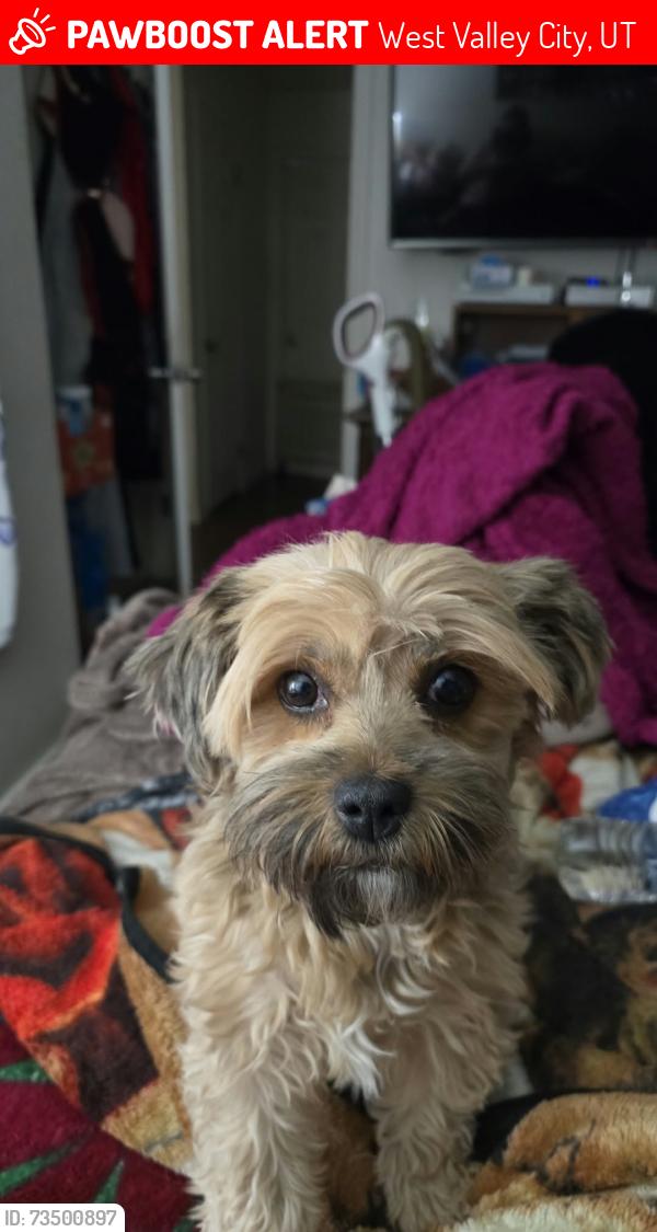 Lost Female Dog last seen Near W And Dean Drive West Valley City, West Valley City, UT 84120
