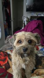 Lost Female Dog last seen Near W And Dean Drive West Valley City, West Valley City, UT 84120