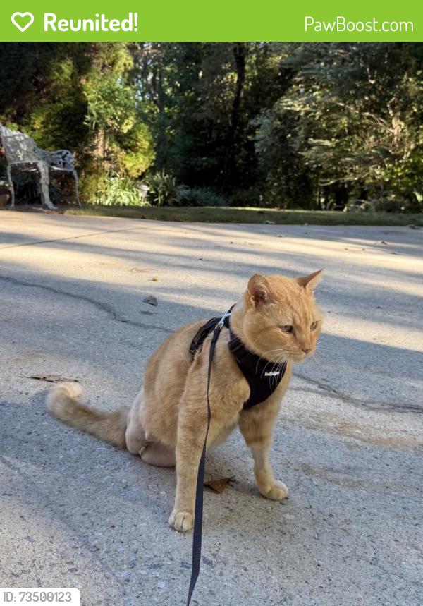 Reunited Male Cat last seen Highway 14 and Roper Mountain Rd, Greenville, SC 29615