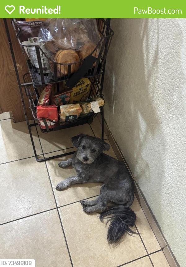 Reunited Male Dog last seen Near wildebeest court, Las Vegas, NV 89149