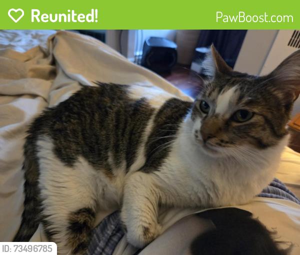 Reunited Male Cat last seen Corona, Ny, Queens, NY 11373