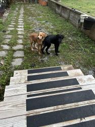 Found/Stray Unknown Dog last seen Poindexter Dr,SE Cleveland,TN, Wildwood Lake, TN 37323