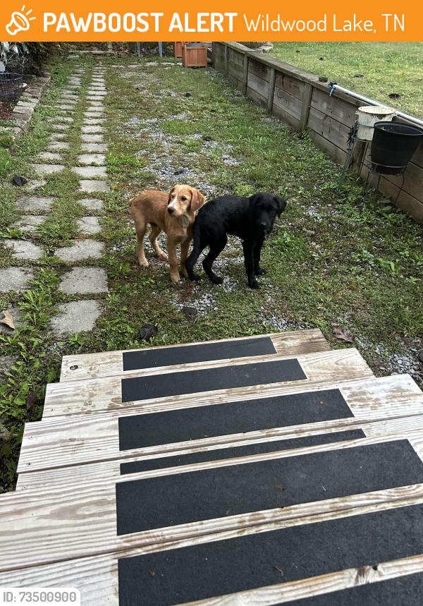 Found/Stray Unknown Dog last seen Poindexter Dr,SE Cleveland,TN, Wildwood Lake, TN 37323