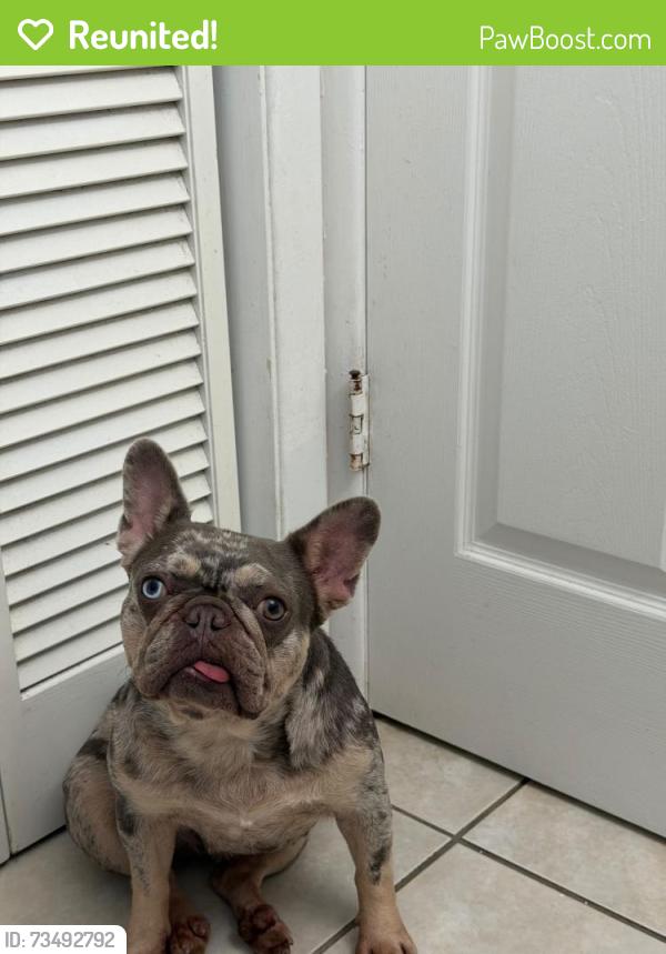 Reunited Female Dog last seen Hamilton en tampa, Egypt Lake-Leto, FL 33614