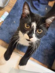 Found/Stray Male Cat last seen high meadows dr, Westminster, SC 29693