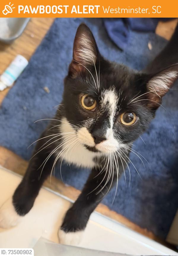 Found/Stray Male Cat last seen high meadows dr, Westminster, SC 29693