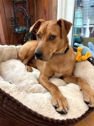 Reunited Male Dog last seen Morrison St, Middendorf Rd, Chesterfield County, SC 29550