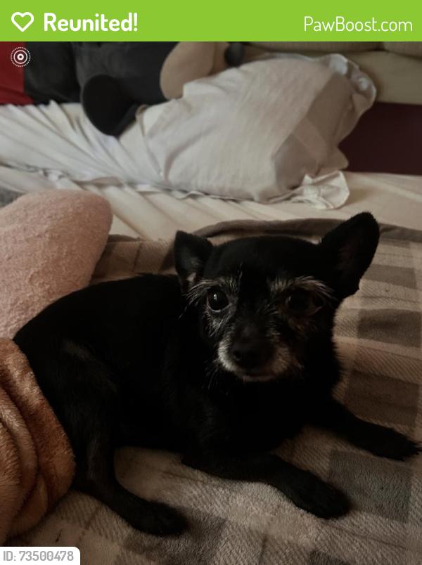 Reunited Male Dog last seen Woodbridge Dr, Little Rock, AR 72209