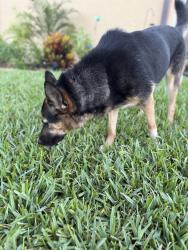 Reunited Female Dog last seen Sumpter and Shadberry in Beacon Woods East, Hudson, FL 34667