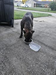 Found/Stray Male Dog last seen Patriot and curry ford, Orlando, FL 32825