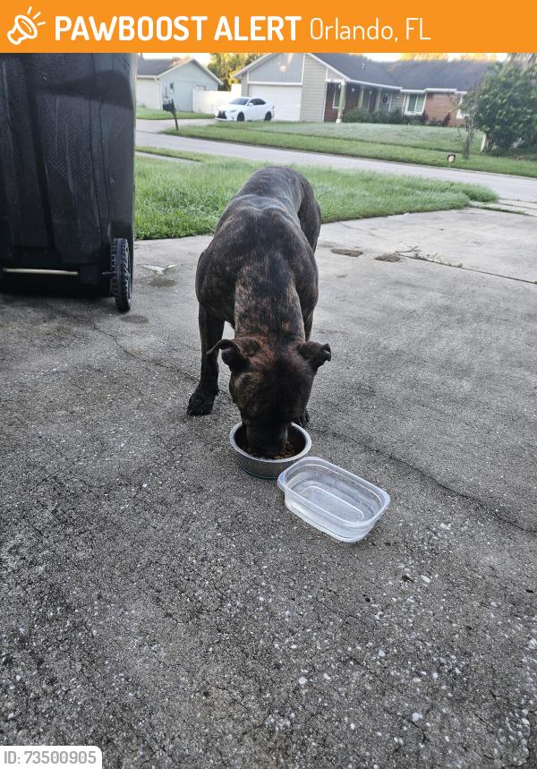 Found/Stray Male Dog last seen Patriot and curry ford, Orlando, FL 32825