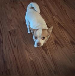 Lost Male Dog last seen Weiberg Rd and Alford Rd, Dundee, FL 33838