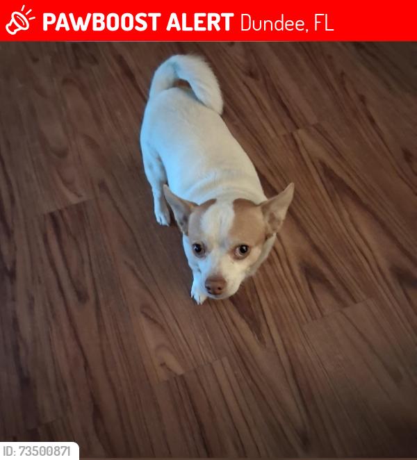 Lost Male Dog last seen Weiberg Rd and Alford Rd, Dundee, FL 33838