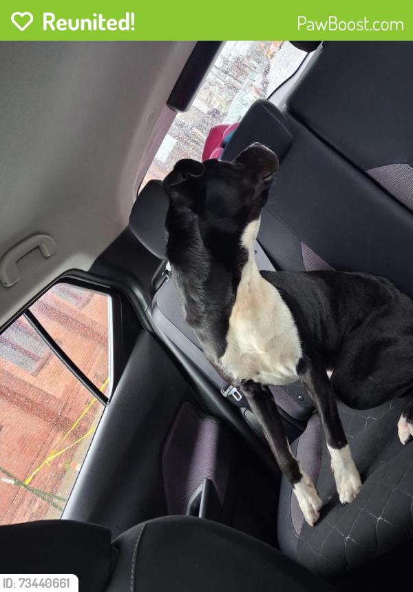 Reunited Male Dog last seen Ann and william, Newburgh, NY 12550