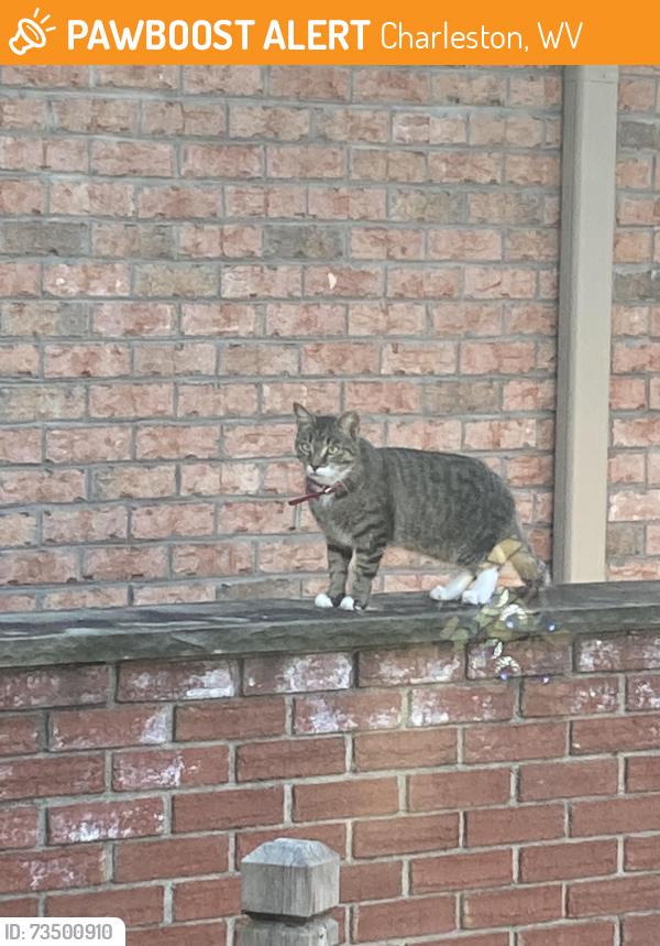 Found/Stray Unknown Cat last seen Oakridge drive, Charleston, WV 25311