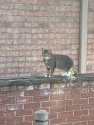 Found/Stray Unknown Cat last seen Oakridge drive, Charleston, WV 25311