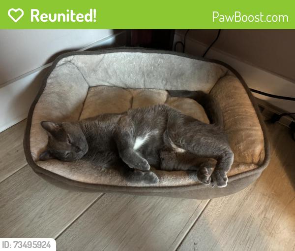 Reunited Male Cat last seen Grand, Port St. Lucie, FL 34952