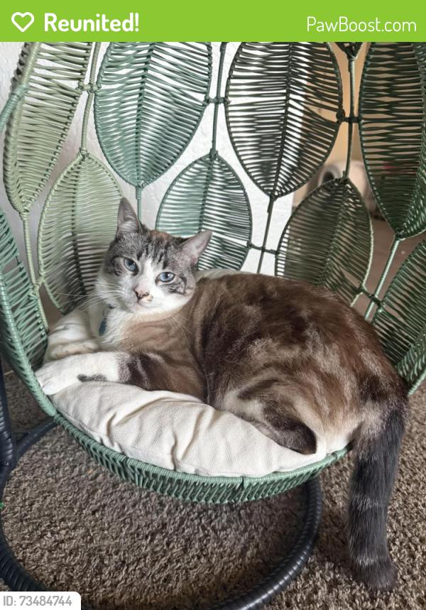 Reunited Male Cat last seen 7/11 Kiefer Blvd, Sacramento, CA 95826