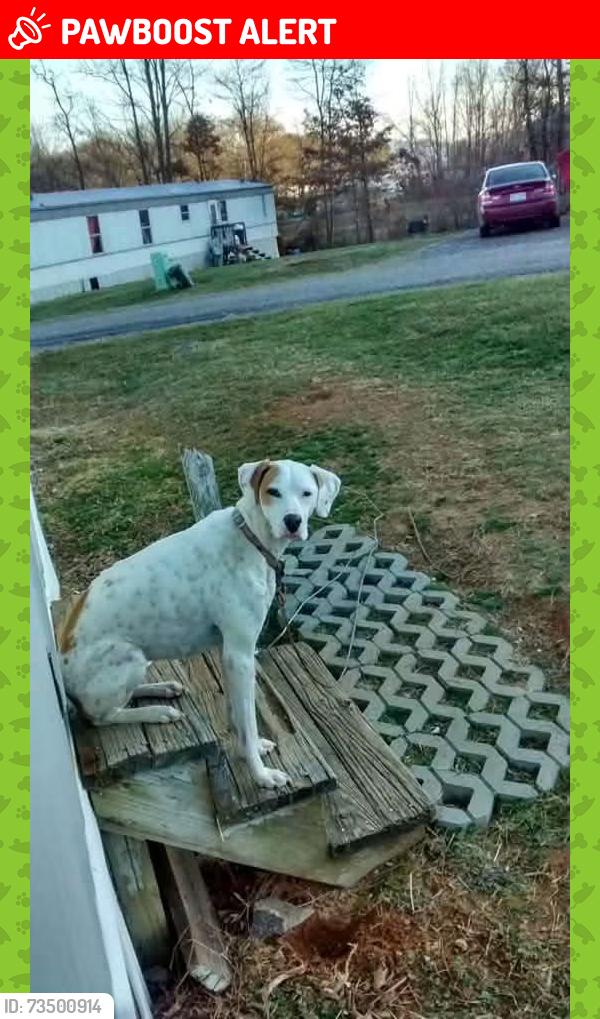 Lost Female Dog last seen Oakhill Church, Buncombe County, NC 28715